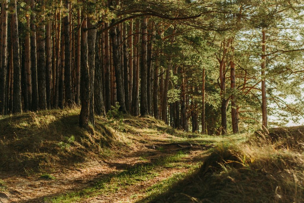 sprida aska i skogen, askspridning i skogen